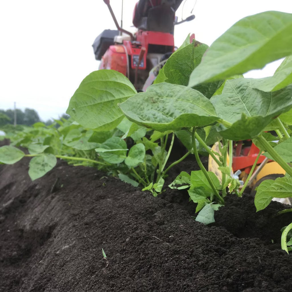 【にじいろ農園】エリモ小豆 200g