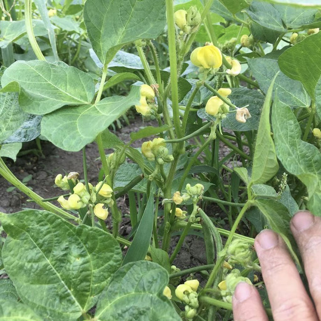 【にじいろ農園】エリモ小豆 200g