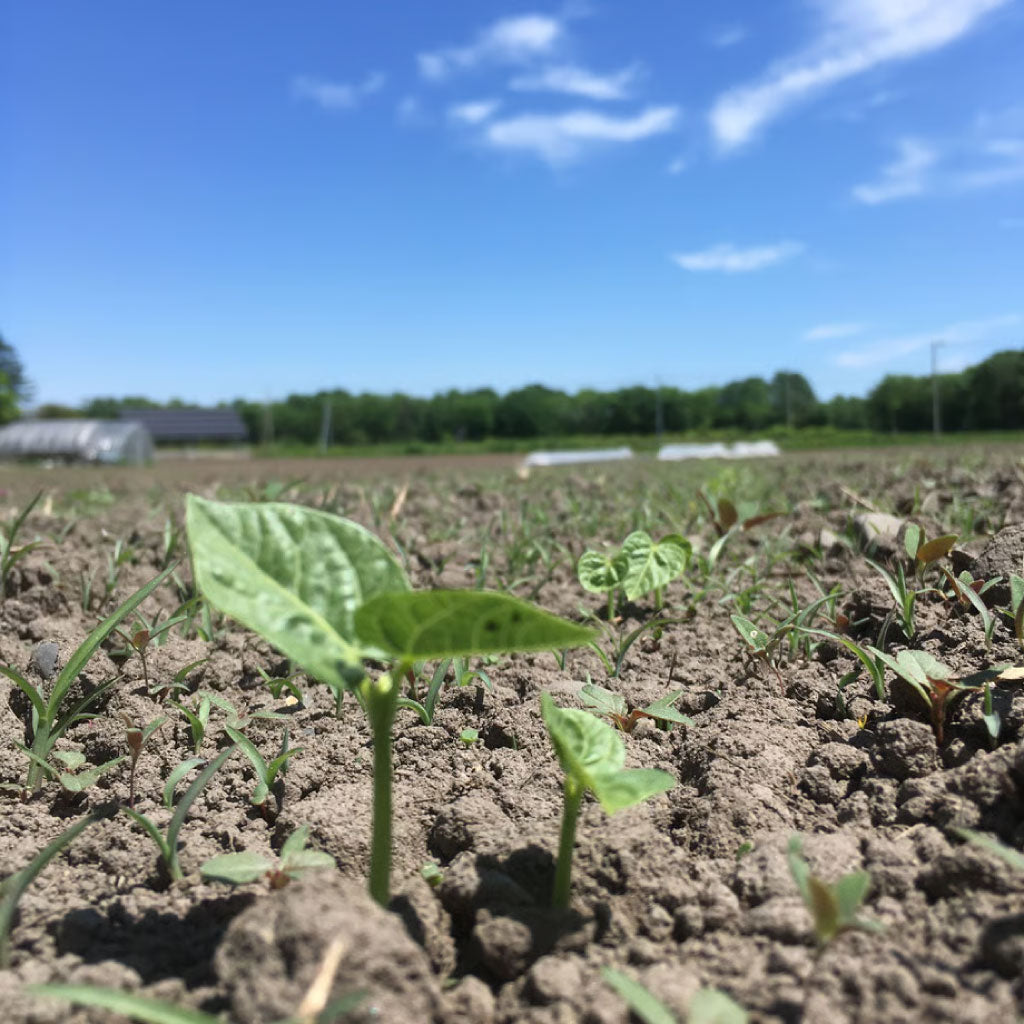 【にじいろ農園】エリモ小豆 200g