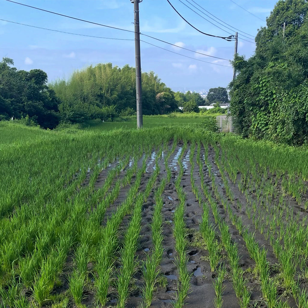 
                  
                    15/e organic×大和の台所　自然栽培米「古今赤城米」の田植え体験イベント！2026年6月27日(土)開催！ 「食事＋お土産米付」！FRIENDS会員は500円OFF！
                  
                
