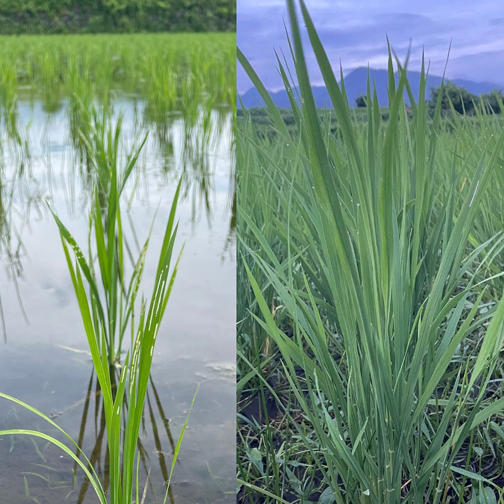 
                  
                    15/e organic×大和の台所　自然栽培米「古今赤城米」の田植え体験イベント！2026年6月27日(土)開催！ 「食事＋お土産米付」！FRIENDS会員は500円OFF！
                  
                