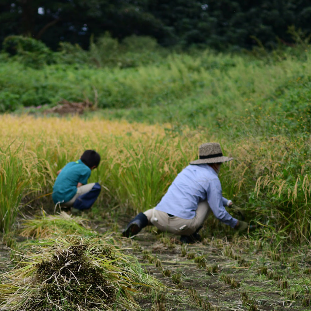 
                  
                    15/e organic×大和の台所　自然栽培米「古今赤城米」の田植え体験イベント！2026年6月27日(土)開催！ 「食事＋お土産米付」！FRIENDS会員は500円OFF！
                  
                