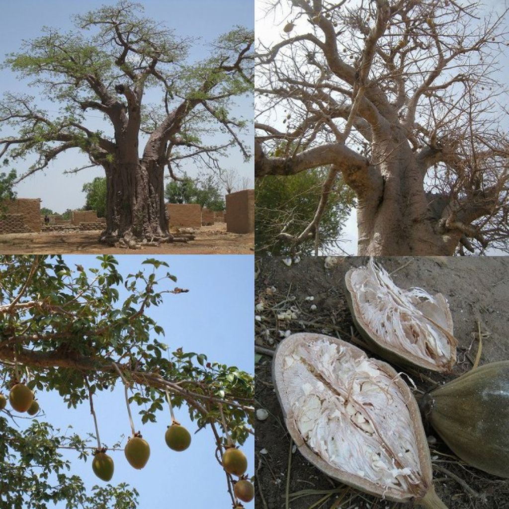 【アフリカンスクエアー】バオバブフルーツパウダー