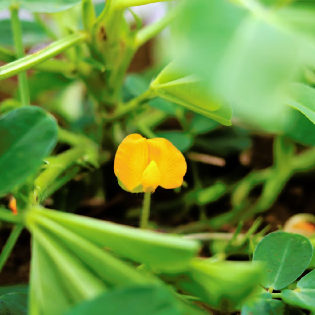 
                  
                    【あんばい農園】あんばい農園の自然栽培 煎り落花生「Qなっつ」155g
                  
                