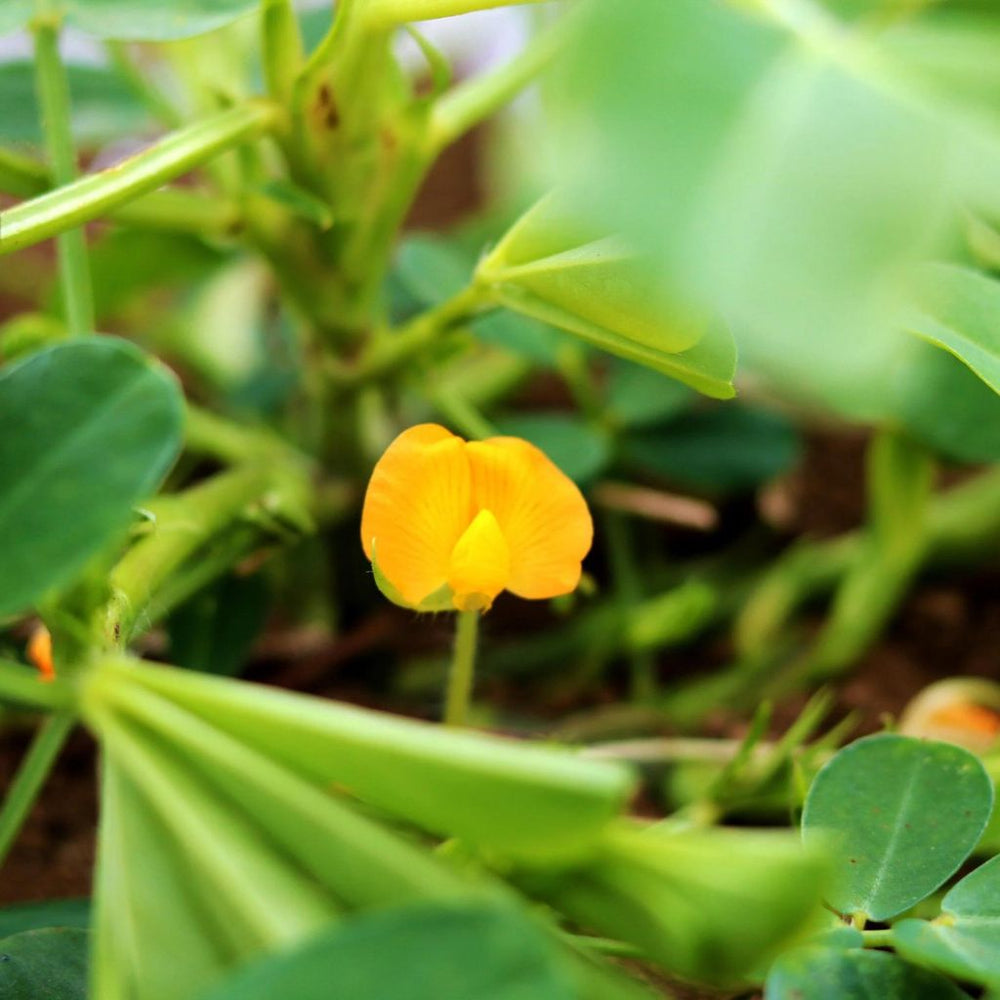 
                  
                    【あんばい農園】落花生のお茶〜楽花茶（自然栽培・ノンカフェイン） 10包入
                  
                