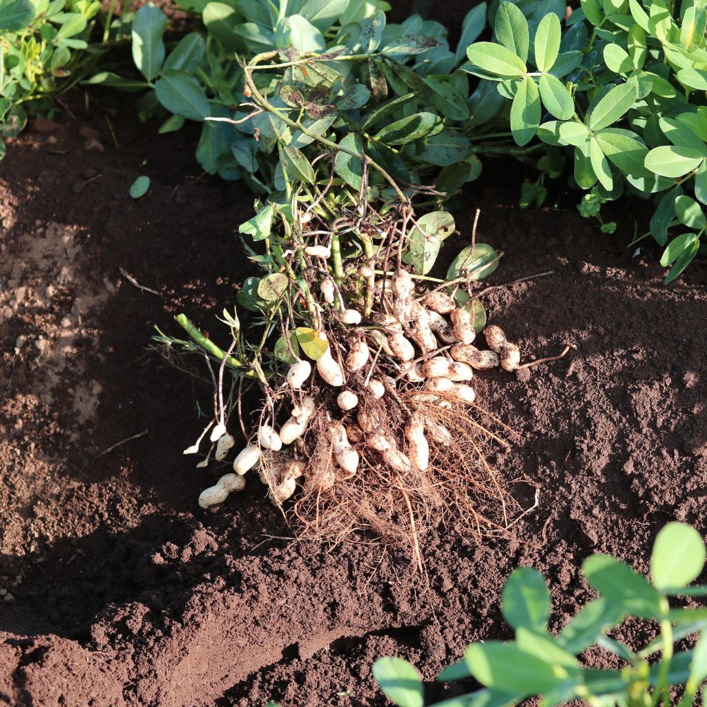 
                  
                    【あんばい農園】落花生のお茶〜楽花茶（自然栽培・ノンカフェイン） 10包入
                  
                