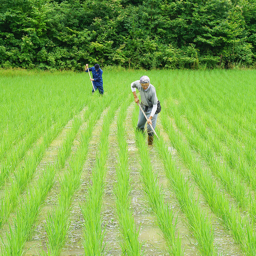 
                  
                    【三穂の郷農園】そのまま食べて味噌 500g
                  
                