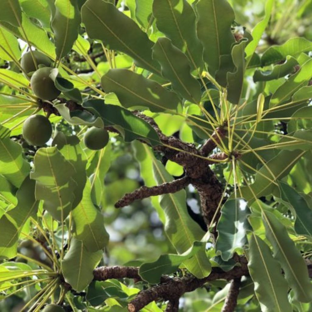 【SKIN GOURMET】バオバブ＆シアバター ボディクリーム