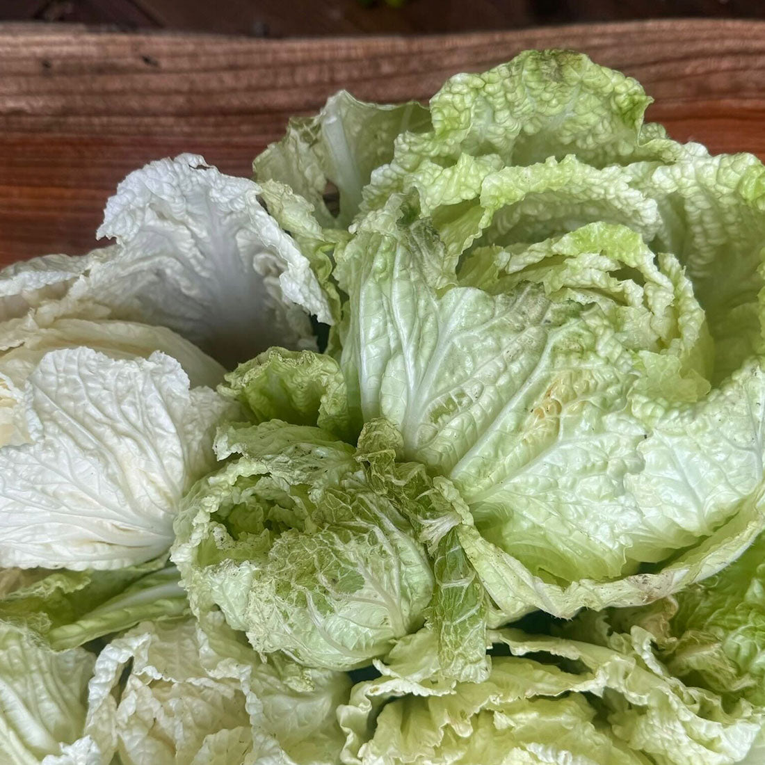 
                  
                    【15/e organic】【お得な定期便】管理栄養士監修！自然栽培のお野菜セット（L/M）
                  
                