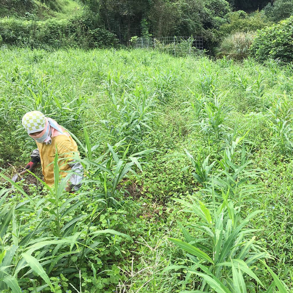 
                  
                    【自然派きくち村】鬼しょうがらし(自然栽培生姜こしょう)
                  
                