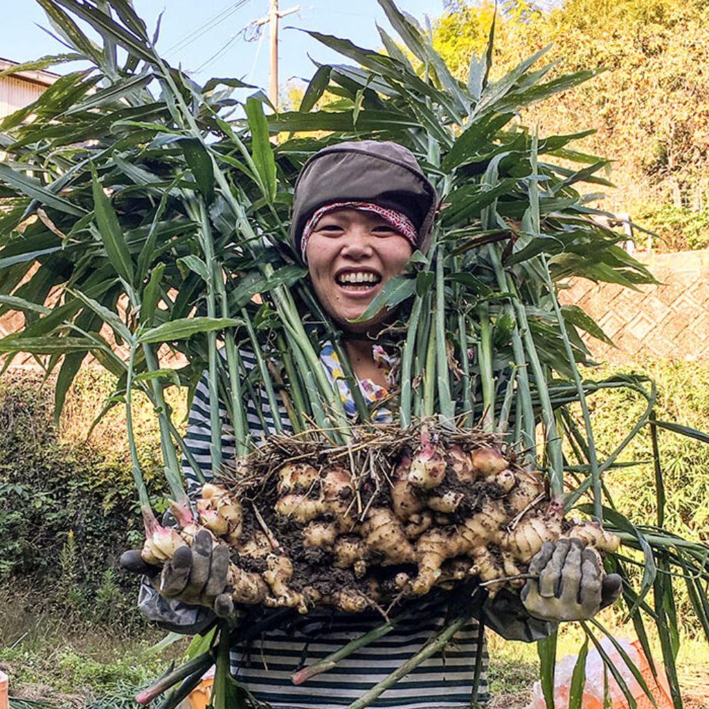 
                  
                    【自然派きくち村】鬼しょうがらし(自然栽培生姜こしょう)
                  
                